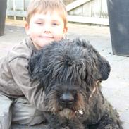 Bouvier des flandres Buffer