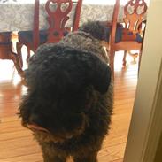 Bouvier des flandres Buffer