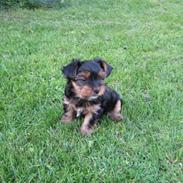 Yorkshire terrier CoCo