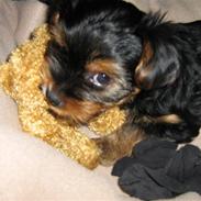 Yorkshire terrier CoCo