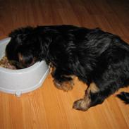Yorkshire terrier CoCo
