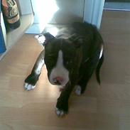 Amerikansk staffordshire terrier kessler