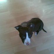 Amerikansk staffordshire terrier kessler