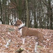 Amerikansk staffordshire terrier Opal Du Oxygen