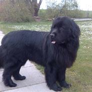 Newfoundlænder Bjørn
