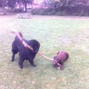 Newfoundlænder Bjørn