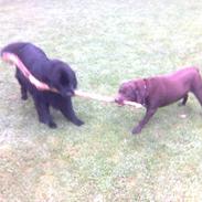 Newfoundlænder Bjørn