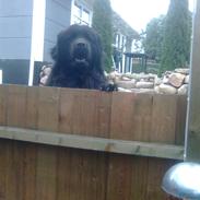 Newfoundlænder Bjørn