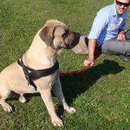 Boerboel Ferdinand