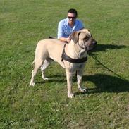 Boerboel Ferdinand