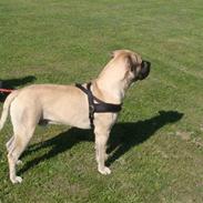 Boerboel Ferdinand