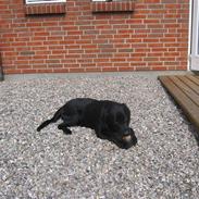 Labrador retriever UFFE