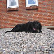 Labrador retriever UFFE