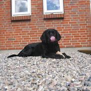 Labrador retriever UFFE