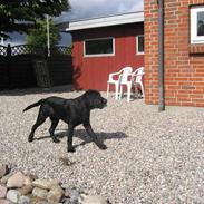 Labrador retriever UFFE