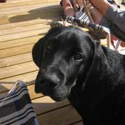 Labrador retriever UFFE