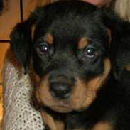 Rottweiler Neo