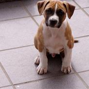Amerikansk staffordshire terrier Django R.I.P Baby