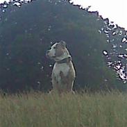 Amerikansk staffordshire terrier Silver