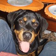 Rottweiler Basse