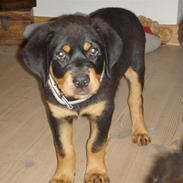 Rottweiler Basse
