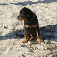 Rottweiler Basse