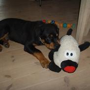 Rottweiler Basse