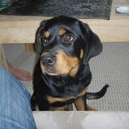 Rottweiler Basse