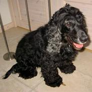 Cocker spaniel chiki