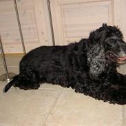 Cocker spaniel chiki