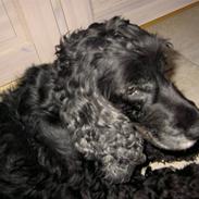 Cocker spaniel chiki