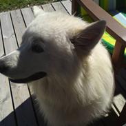 Samojedhund Oscar