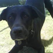 Blanding af racer Blackie