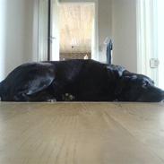 Blanding af racer Blackie