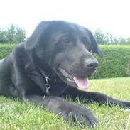 Blanding af racer Blackie