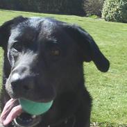 Blanding af racer Blackie