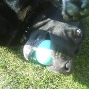 Blanding af racer Blackie