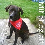 Blanding af racer idefix