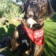 Blanding af racer idefix