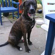 Blanding af racer idefix