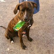 Blanding af racer idefix