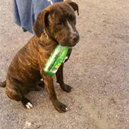 Blanding af racer idefix