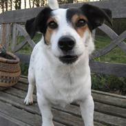Jack russell terrier Bertil