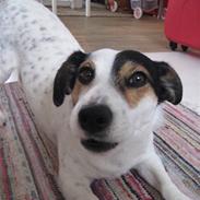 Jack russell terrier Bertil