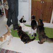 Jack russell terrier Bertil