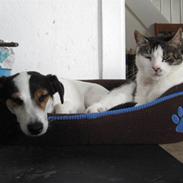 Jack russell terrier Bertil