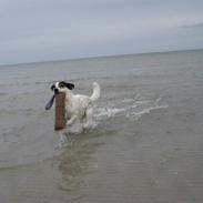 Jack russell terrier Bertil