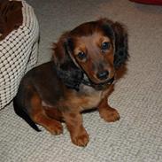 Dværggravhund Felix