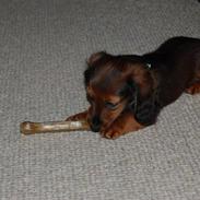 Dværggravhund Felix