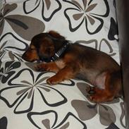 Dværggravhund Felix